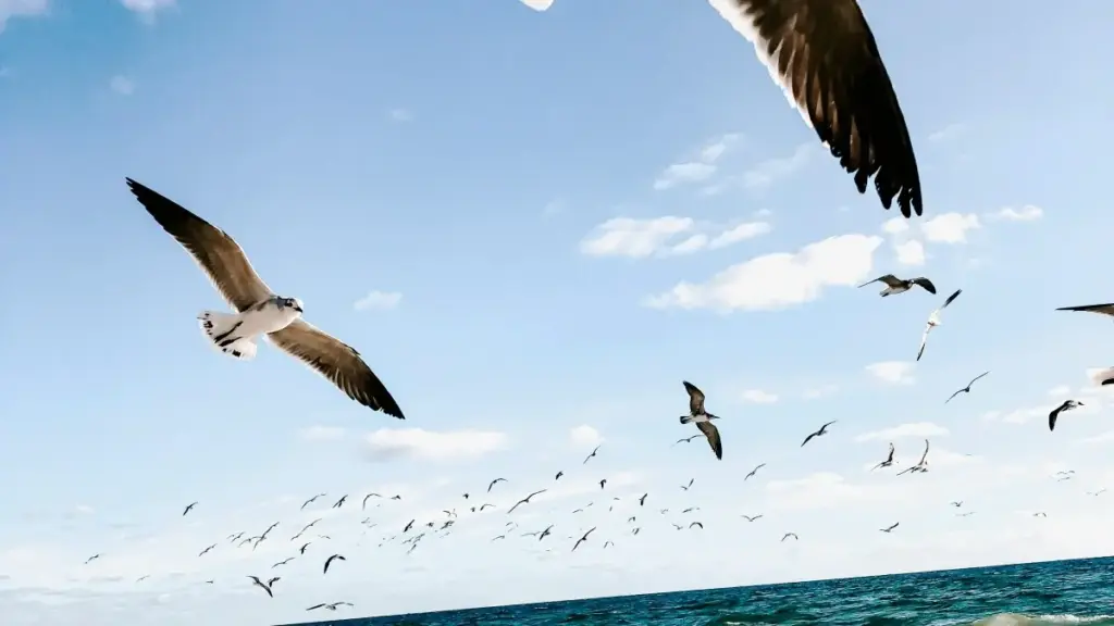 O‘zbekiston reklamachilari uchun Efiopiyalik Hulu creatorlarni aniqlash, kampaniya strategiyasi va xavfsiz homiylik challenge yaratish bo‘yicha amaliy qo‘llanma.