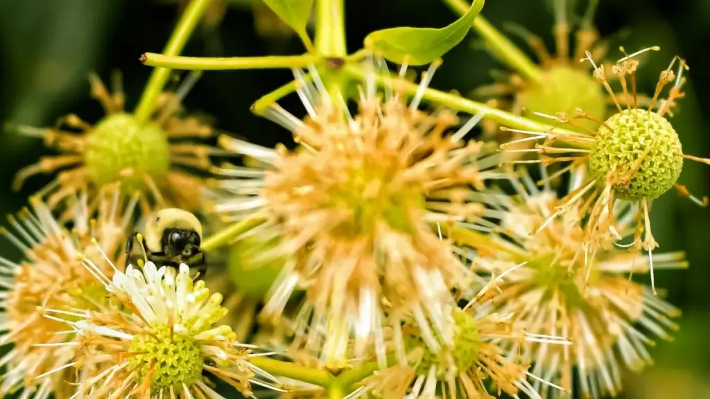 Uzbekistan reklamachilari uchun Puerto Rico va Rumble tarmogʻidagi yaratuvchilarni topish, ularni viral unboxing kampaniyalariga jalb qilish hamda xavf va imkoniyatlarni amaliy tarzda baholash.