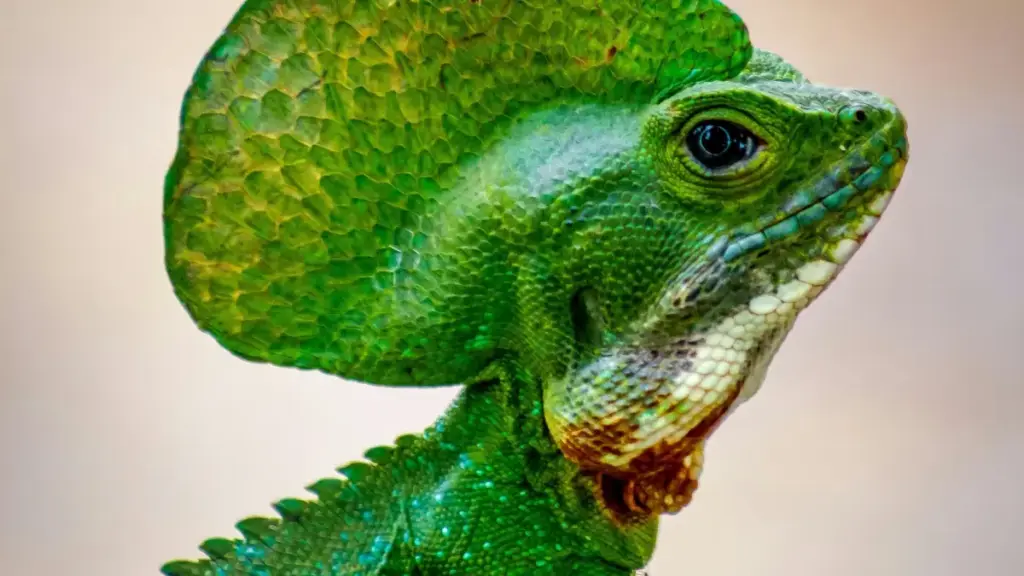 Qatardagi Snapchat ijodkorlarini qanday topish va raqs challenge’larida hamkorlik qilish: lokal strategiyalar, platforma-trendlar va amaliy qadamlar.