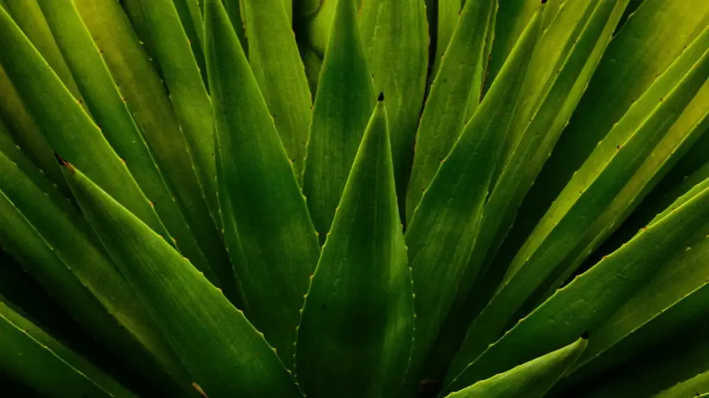 Instagram orqali Israel brendlari bilan aloqaga kirishish va top brendlar bilan obro‘ orttirish bo‘yicha amaliy, lokal maslahatlar va konkret qadamlar.