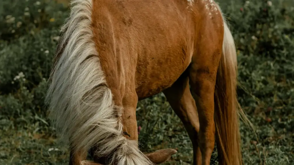 O‘zbekiston reklamachilari uchun: Avstraliya Twitch yaratuvchilari bilan raqs chal-lenjlari uchun qanday topish, baholash va hamkorlikni boshlash.