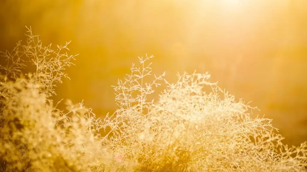 Uzbek ijodkorlar uchun Josh orqali Malta brendlari bilan bog‘lanib, pullik sponsorlik qanday tashkil etish bo‘yicha amaliy qo‘llanma.