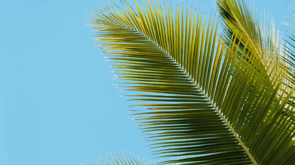 Malta ichida yoki Maltaga yo‘naltirilgan taobao creatorlarini qanday topish, baholash va vizual mahsulot-sharhlar buyurtma qilish bo‘yicha amaliy yo‘riq — lokal taktika, kanallar va xavf/xukmlar.