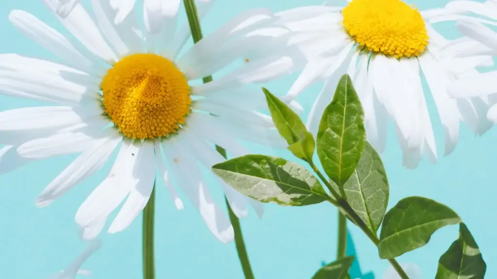 Uzbek kontent yaratuvchilari uchun Moj’da Saudiya brendlari bilan aloqa qilish, mahalliy yondashuv va AI-asosli vositalardan foydalanish bo‘yicha amaliy qo‘llanma.