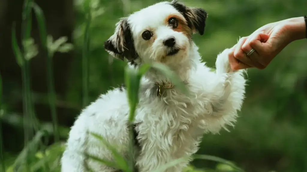 Aljirdagi eBay creatorlarini qanday topib, influencer-hype bilan flash-sotuvlar uyushtirish — amaliy qadamlar, platform taqqoslari va xavf/foyda tahlili. Lokal reklamachilarga mos strategiya.