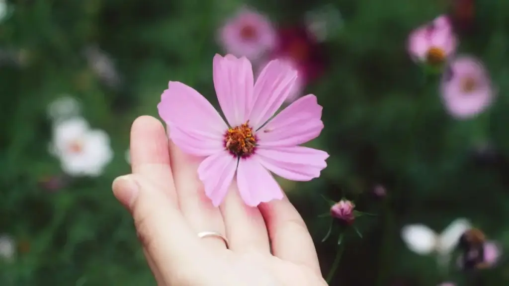 Oʻzbekistonli ijodkorlar uchun Amazon orqali Montenegro brendlariga qanday murojaat qilib, yangi o'yin funksiyalarini sinab koʻrish mumkinligi bo‘yicha amaliy yoʻl-yoʻriqlar.