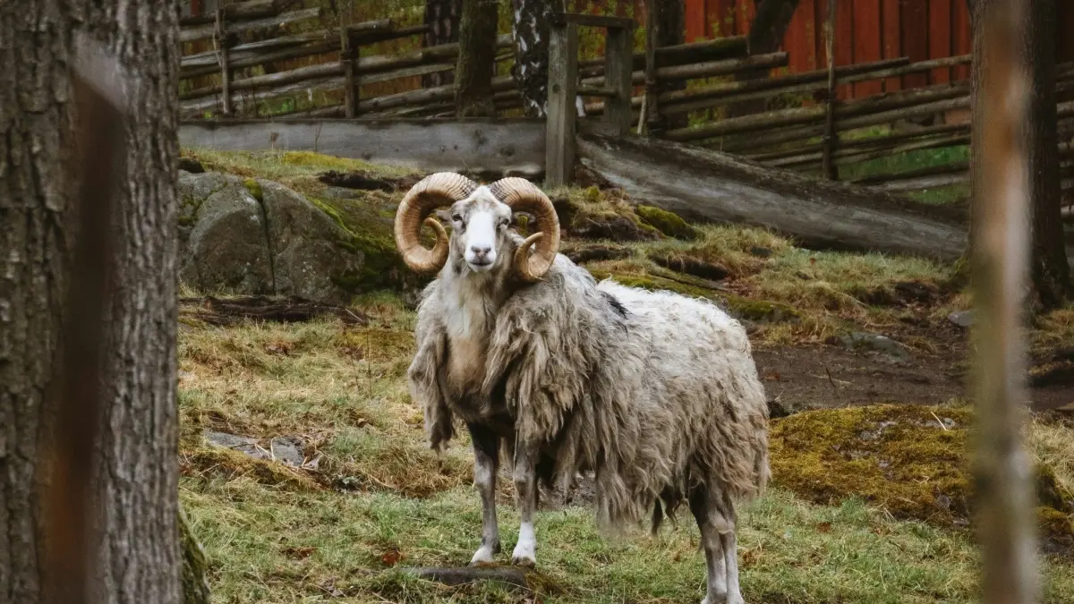 Slovakiya brendlari bilan Twitterda qo&rsquo;shiq reaktsiya videolari uchun qanday bog&rsquo;lanish?