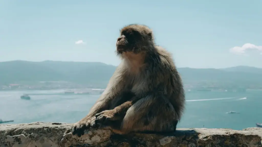 Nepal TikTok ijodkorlari bilan raqs challenge hamkorligini qanday boshlash — lokal taktika, platformalardan qanday foydalanish va xavfsiz aloqalar yo‘li.