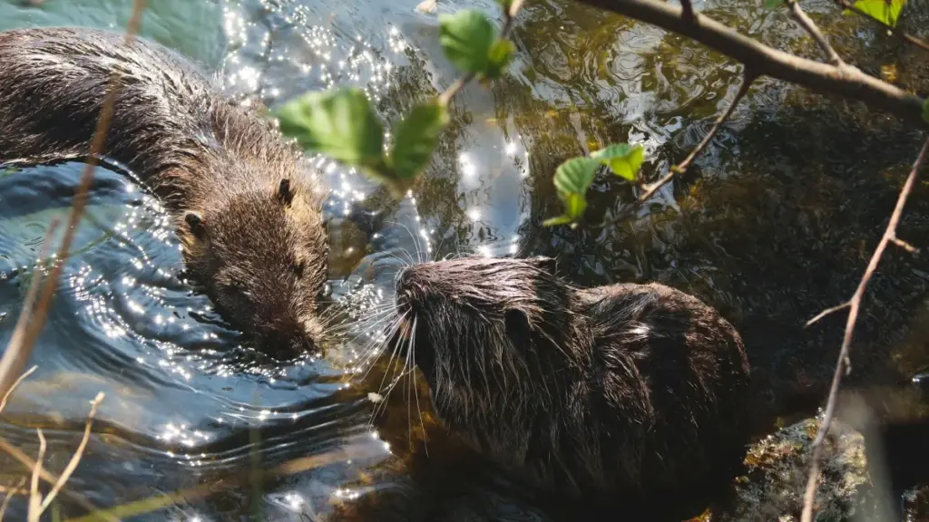 Oʻzbek kontent yaratuvchilari uchun amaliy qoʻllanma: Viber orqali Ozarbayjon brendlari bilan aloqa, CTA strategiyalari va AI-yordamli hamkorlik imkoniyatlari.