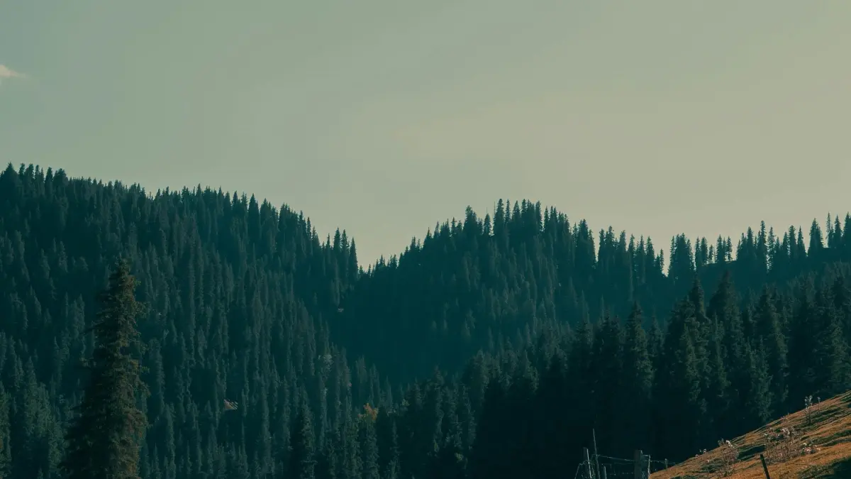 O‘zbek reklamachilarga: Kambodja TikTok yaratuvchilarni topish va haqiqiy sharhlar olish