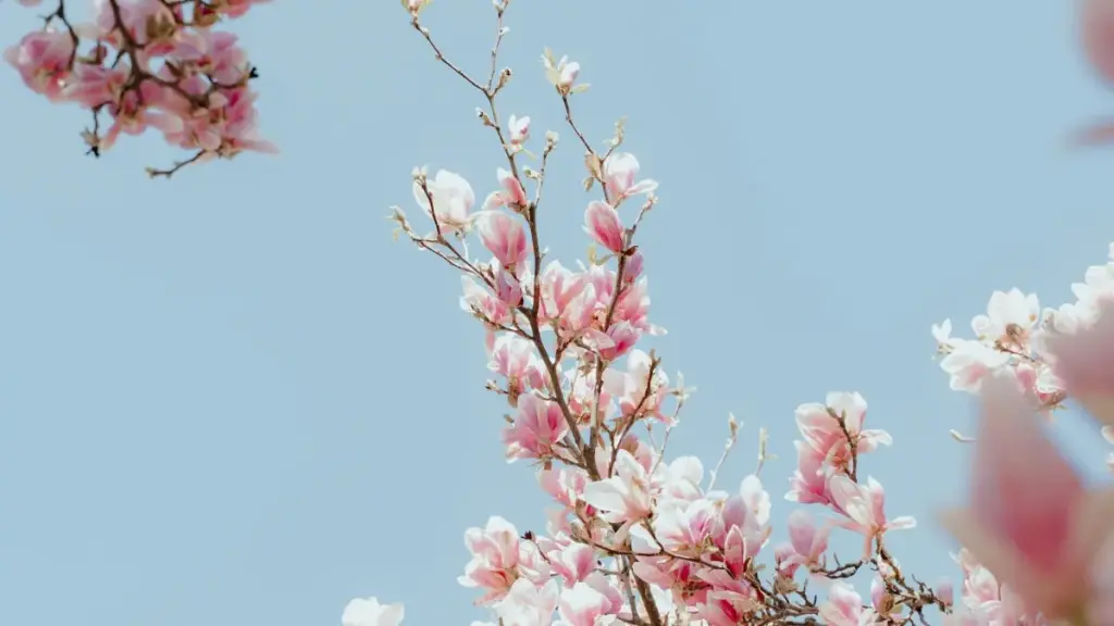 Italiyada WhatsApp orqali albom reaksiya kampaniyalari uchun creator topish bo‘yicha amaliy qadamlar, mahalliy kontekst, xavfsizlik va hamkorlik modelari.