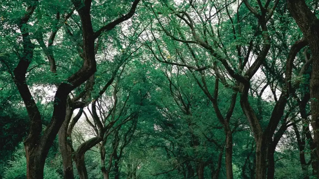 Uzbekistan reklamachilari uchun Marokashdagi SoundCloud ijodkorlarini qanday topish va clean-beauty brendlarini qayerda, kim orqali ko‘paytirish bo‘yicha amaliy qo‘llanma.