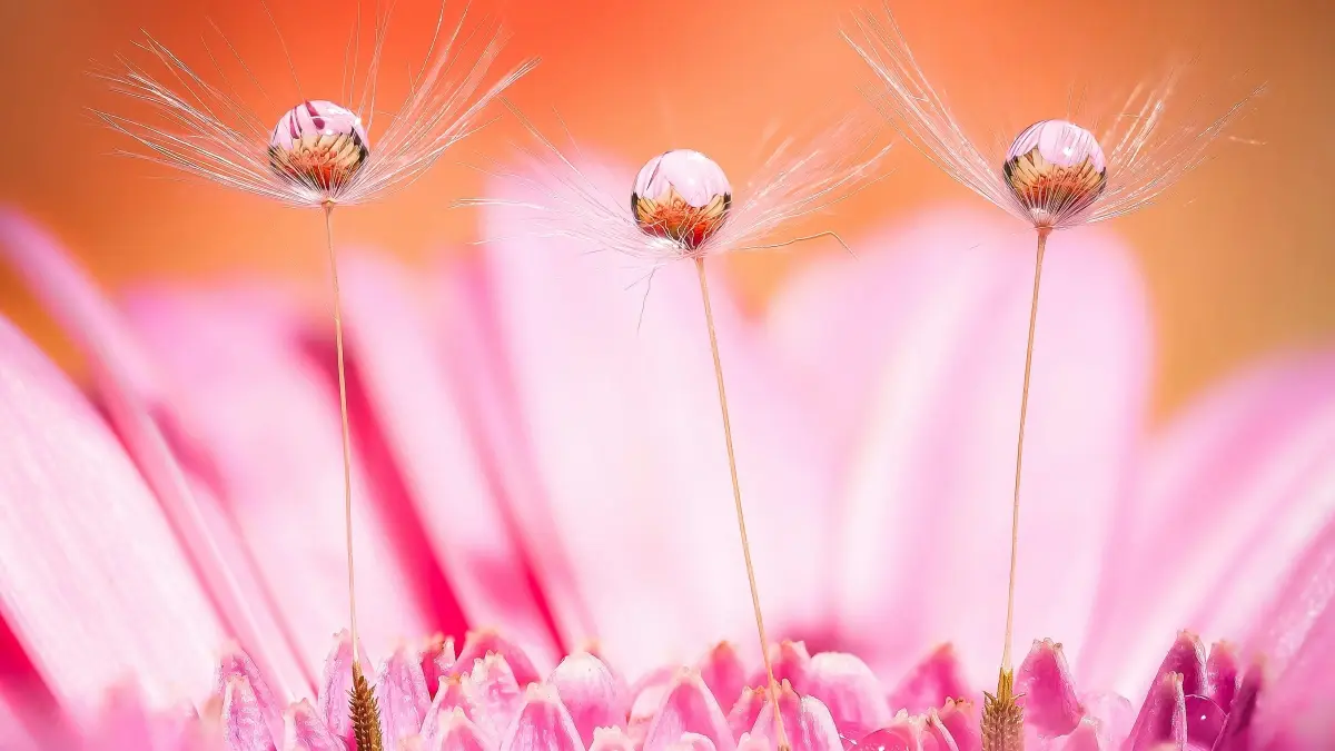 Nepal Pinterest yaratuvchilarini topish: wellness uchun