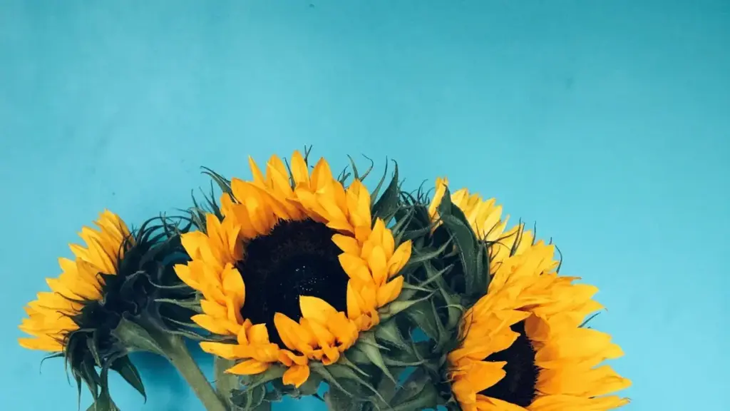 O‘zbekistonlik kontent yaratkichlari uchun Line orqali Paraguay brendlari bilan aloqaga kirish, reputatsiya oshirish va hamkorlikni boshlash bo‘yicha amaliy yo‘l-yo‘riqlar.