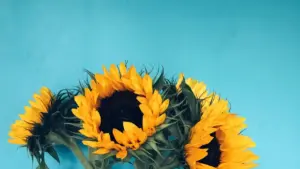 O‘zbekistonlik kontent yaratkichlari uchun Line orqali Paraguay brendlari bilan aloqaga kirish, reputatsiya oshirish va hamkorlikni boshlash bo‘yicha amaliy yo‘l-yo‘riqlar.