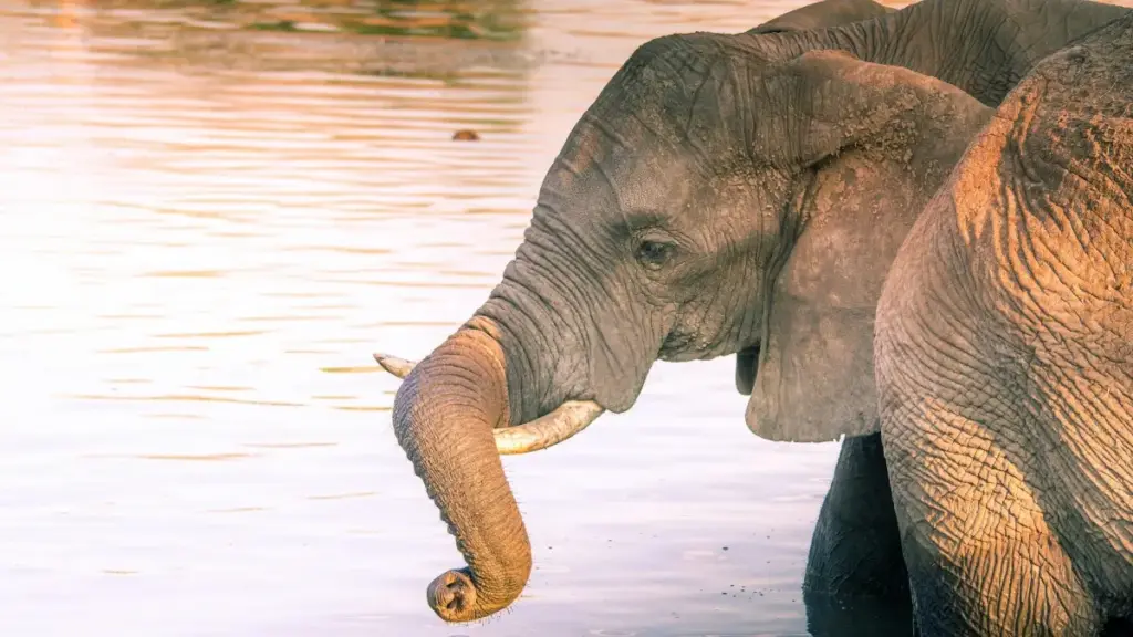 Uzbekistanlik creatorlar uchun OnlyFans orqali Nepal brendlariga chiqish, Mountain Dew Nepal misoli, platform xavfi va amaliy outreach strategiyalari.