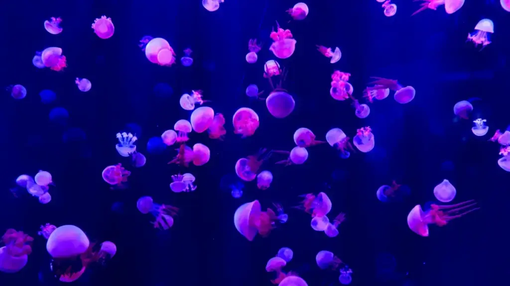 Paragvaydagi Threads yaratuvchilarini topish va yangi sogʻlomlik qoʻshimchalari uchun hamkorlik qilish bo‘yicha amaliy, lokal strategiyalar va kontakt-izlash usullari.