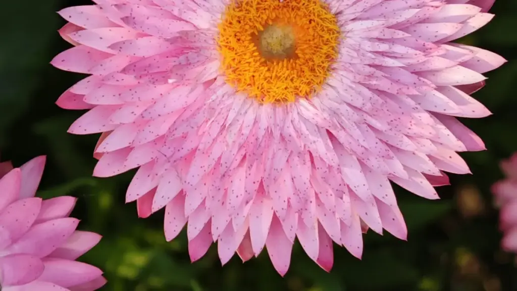 Oʻzbekiston reklamachilari uchun: Sri Lanka Shopee creatorlarini qanday topish, reaction kampaniyasini qanday tuzish va real ROI olish bo‘yicha praktika va trend-yoʻl xaritasi.