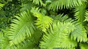 AQSh bozorida yangi mahsulotni tekshirtirish uchun to‘g‘ri creatorlarni topish, tekshirish va sinov kampaniyasini yo‘lga qo‘yish bo‘yicha amaliy qo‘llanma.